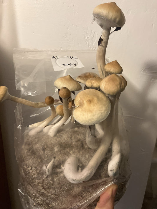 Large healthy mushrooms fruiting from a grow bag.