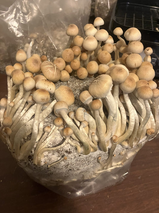 Fruit-in-Bag Tek - A built-in microclimate for your mushrooms