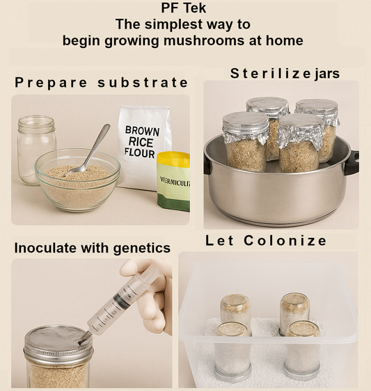 PF Tek: A Beginner’s Guide to Growing Mushrooms at Home