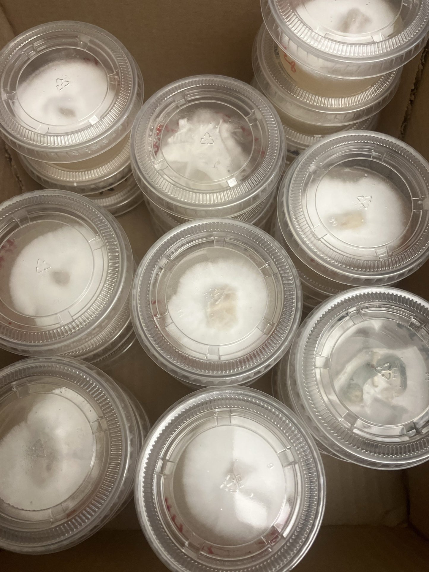 Pre-Poured Agar Plates
