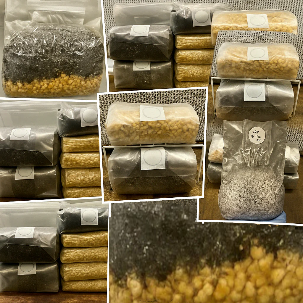 Myco Envy Mushroom Grow Kits