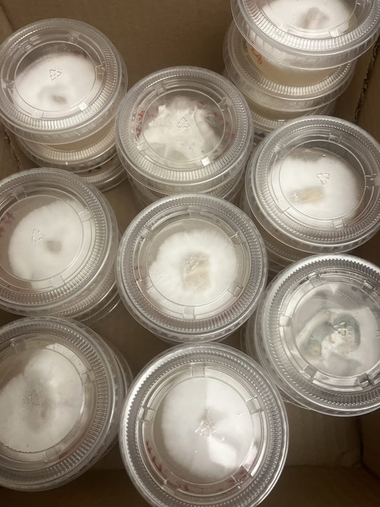 Pre-Poured Agar Plates